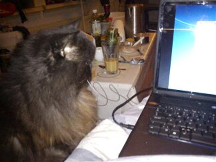 Perser charlie (bombom) billede 8