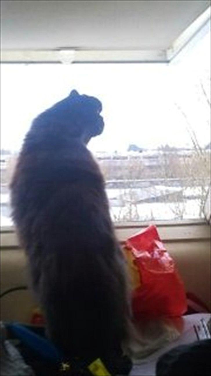 Perser charlie (bombom) billede 9