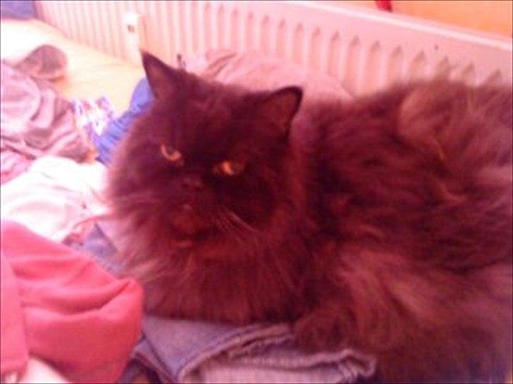 Perser charlie (bombom) billede 10