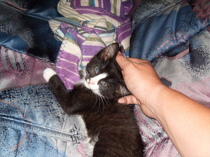 Huskat Charlie  billede 3