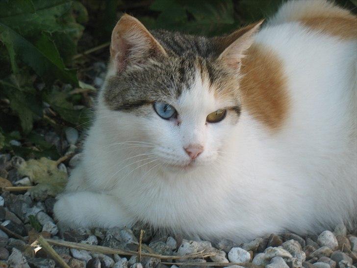 Blanding af racer Zacho´s Piv/Sabrina billede 2