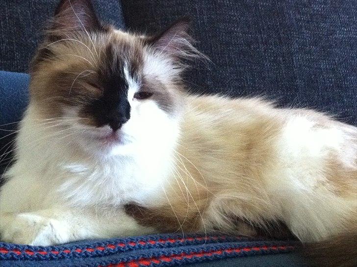 Ragdoll Tulle billede 1