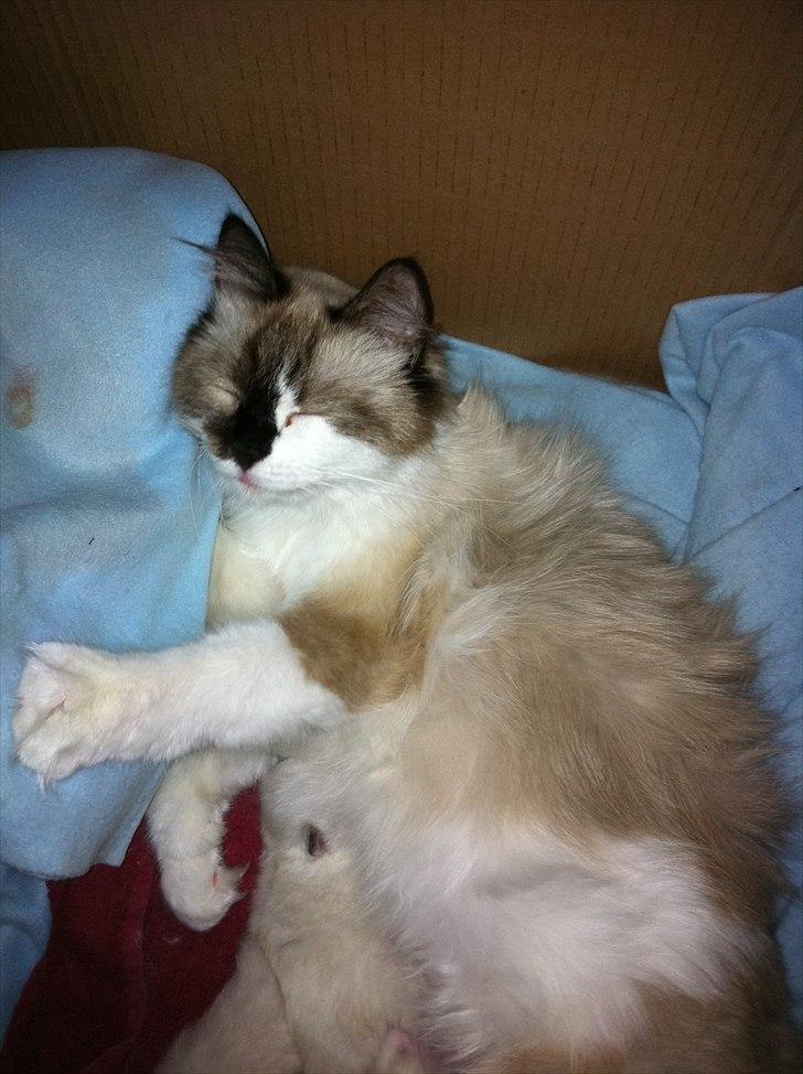 Ragdoll Tulle billede 2