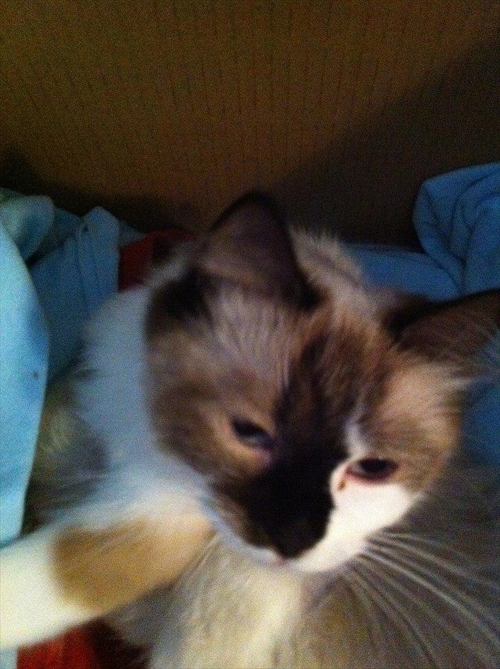 Ragdoll Tulle billede 3