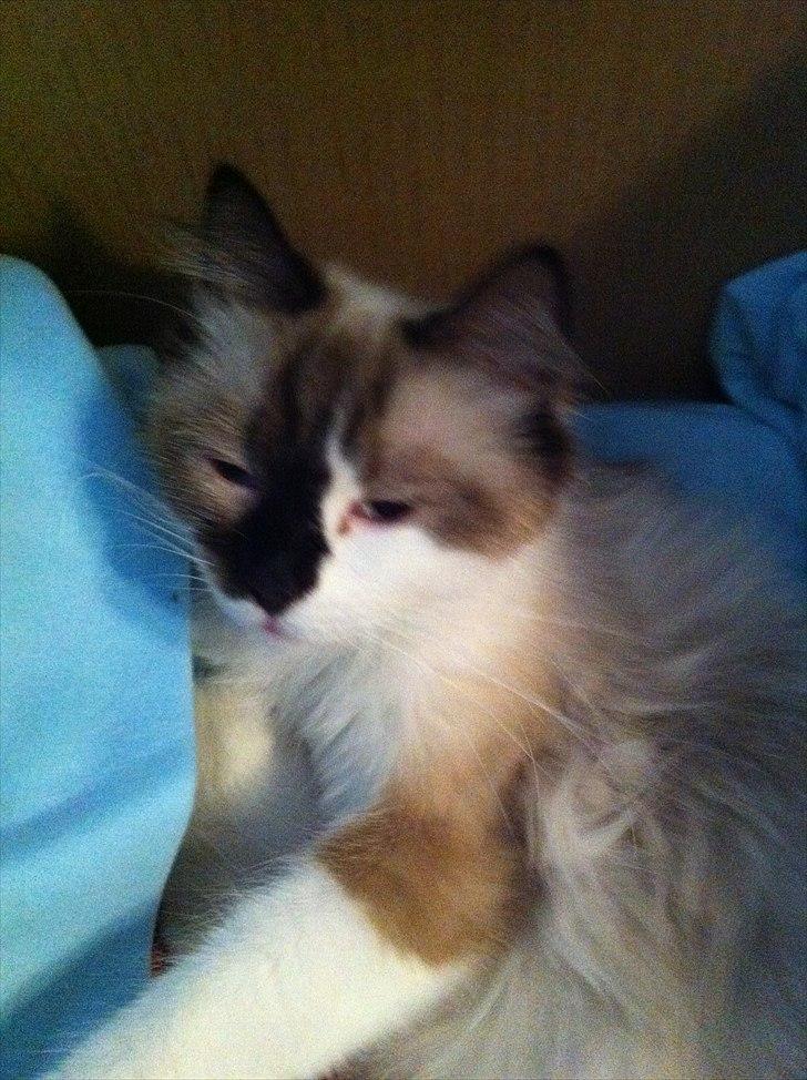 Ragdoll Tulle billede 4