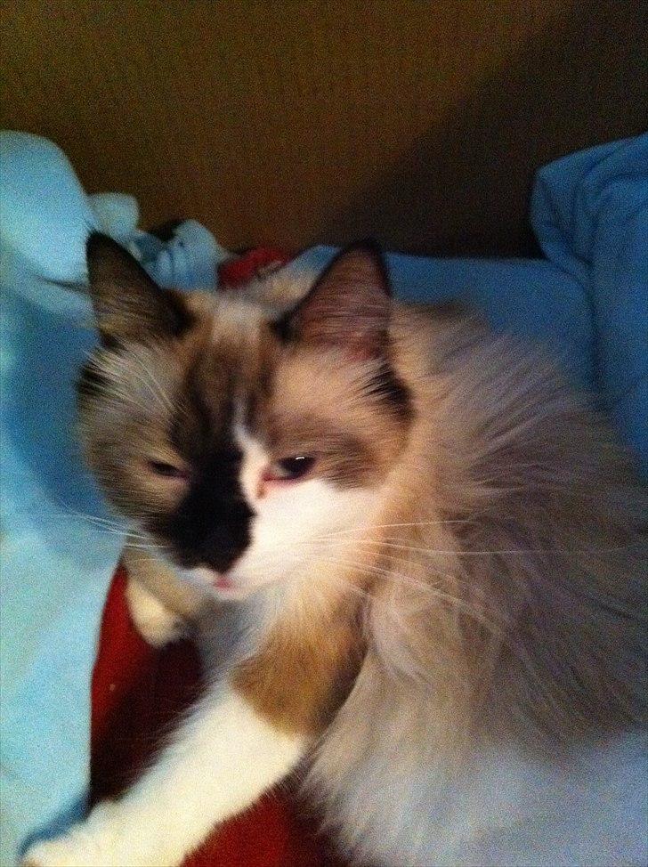 Ragdoll Tulle billede 5