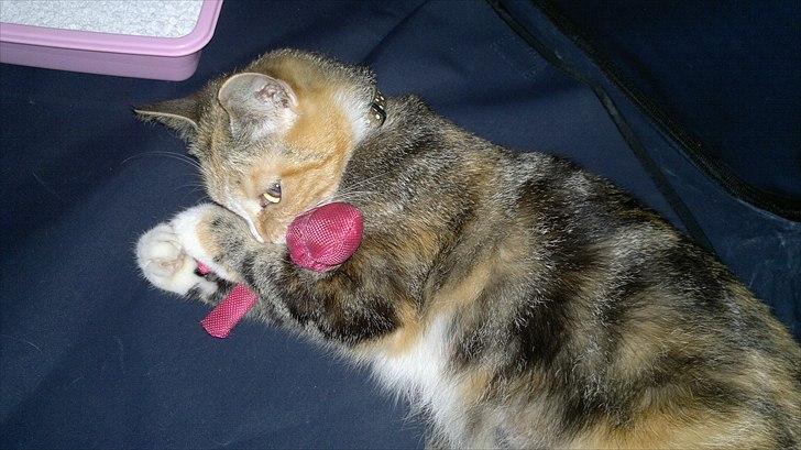 Huskat Gucci billede 11