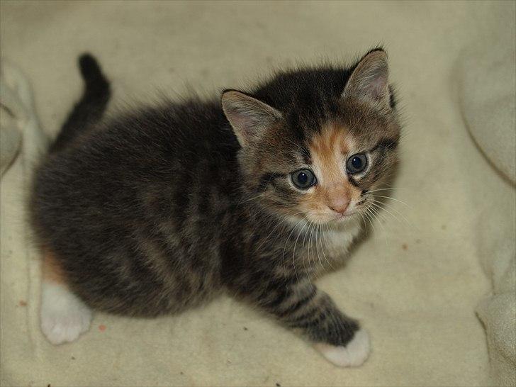 Huskat Mille billede 1