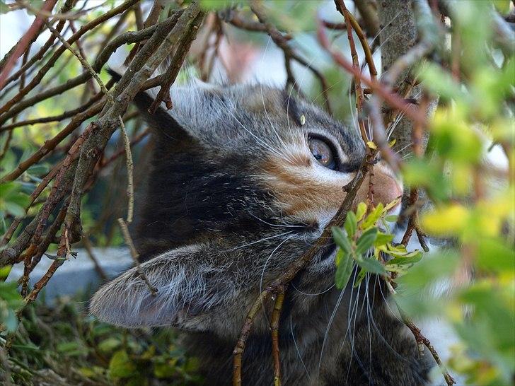 Huskat Mille billede 2