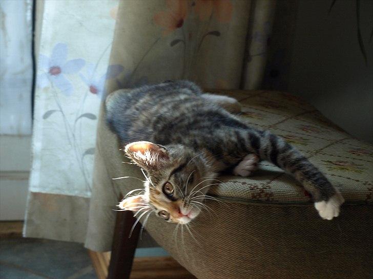 Huskat Mille billede 3