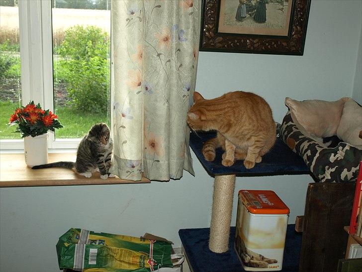 Huskat Mille - Mille og Basse billede 4