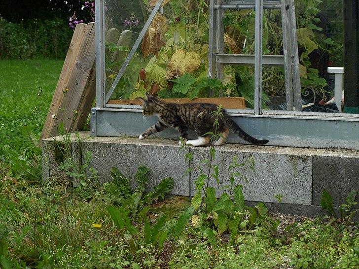 Huskat Mille billede 5