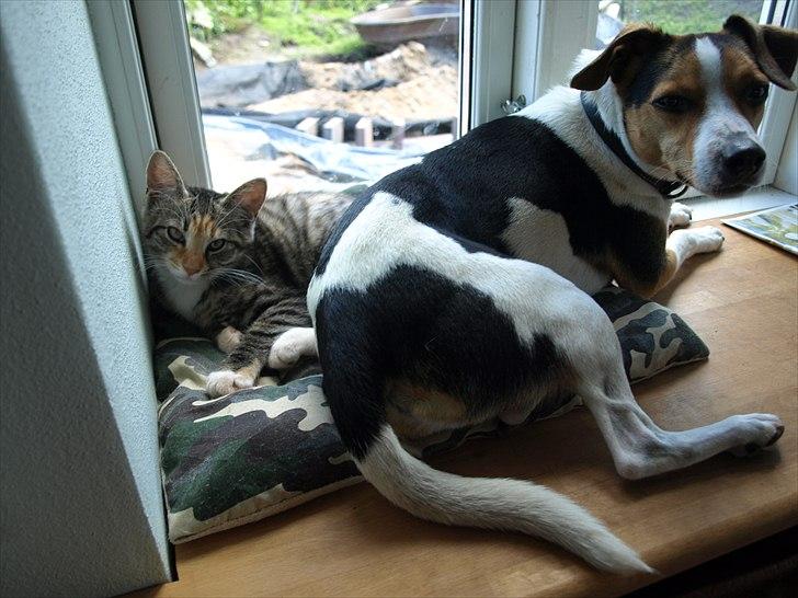 Huskat Mille - Mille og Nuser billede 6