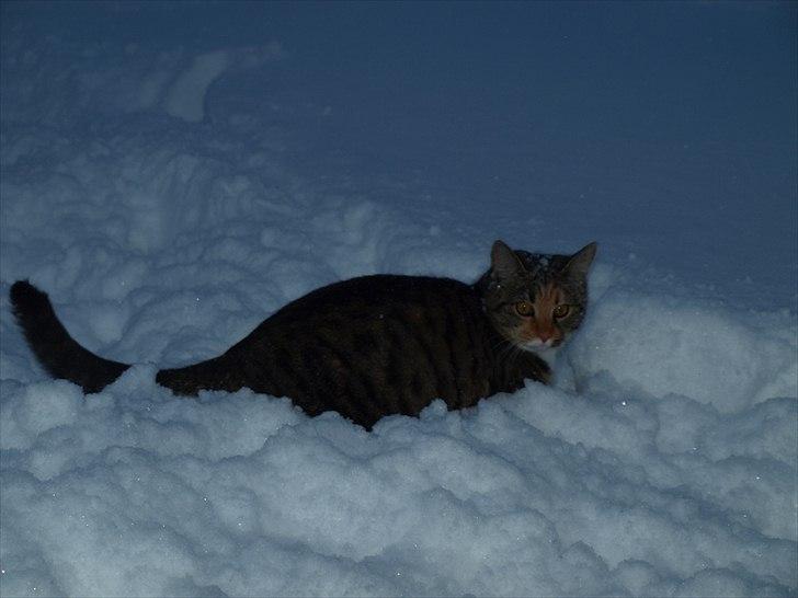 Huskat Mille billede 7