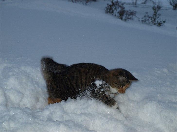 Huskat Mille billede 8