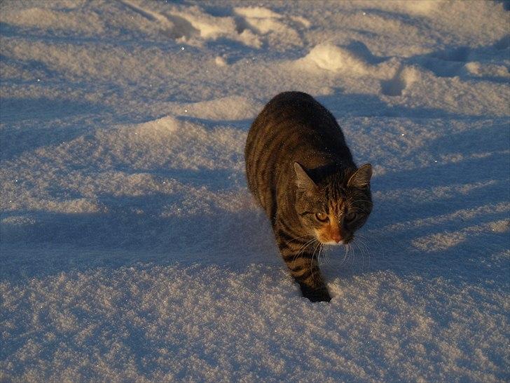 Huskat Mille billede 9