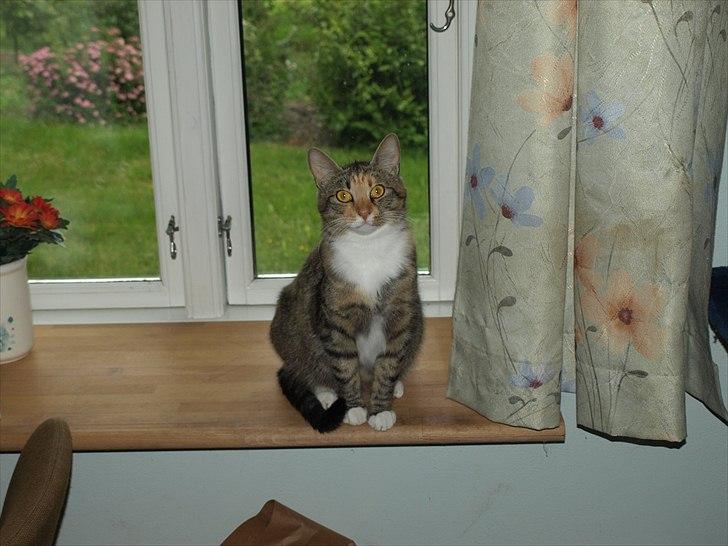 Huskat Mille - Mille med killinger i mausen billede 10