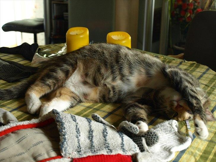 Huskat Mille billede 11