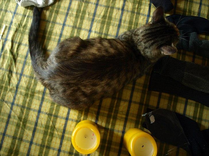 Huskat Mille billede 12