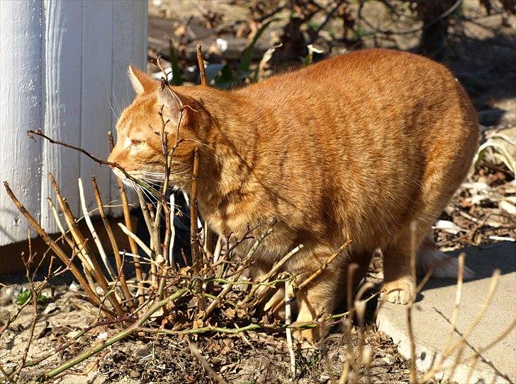 Huskat Basse billede 1