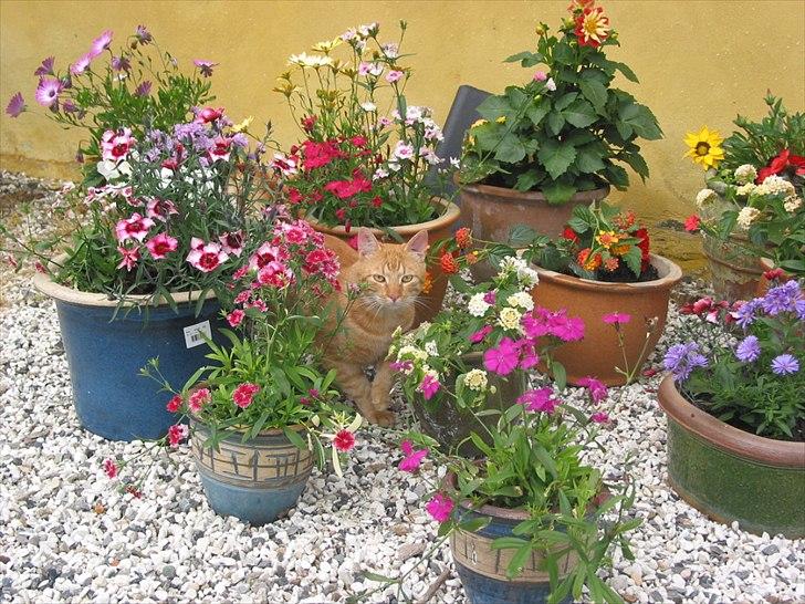 Huskat Basse billede 2