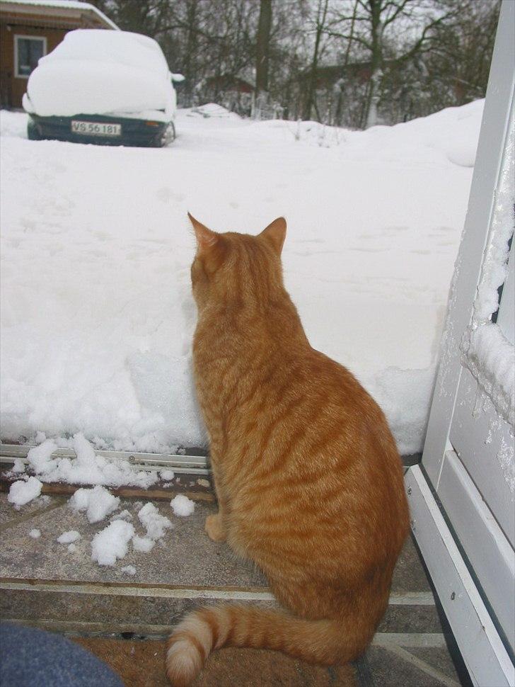 Huskat Basse billede 3