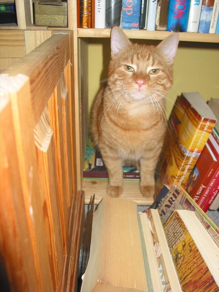 Huskat Basse billede 4