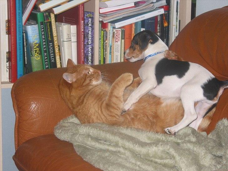 Huskat Basse - Basse og Nuser billede 5