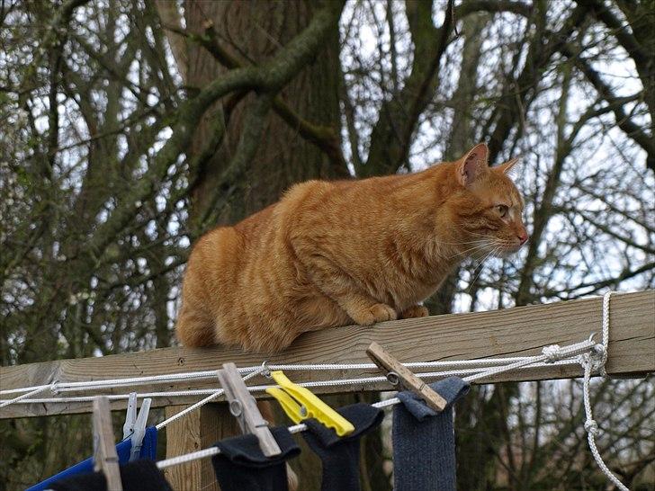 Huskat Basse billede 6