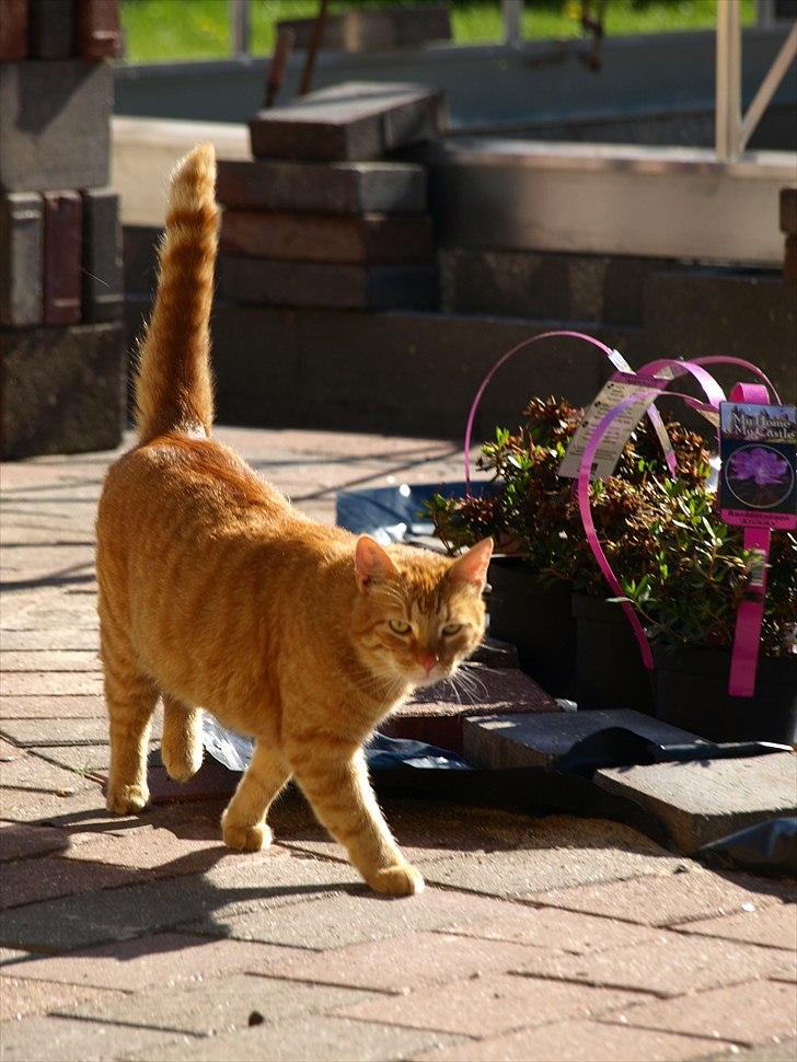 Huskat Basse billede 7