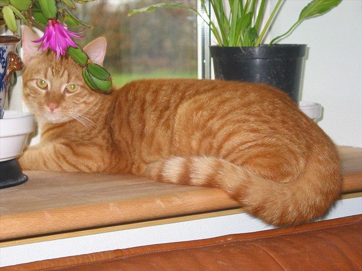 Huskat Basse billede 8