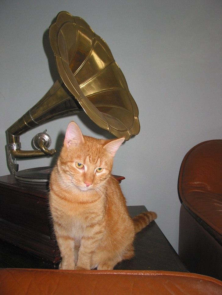 Huskat Basse billede 9