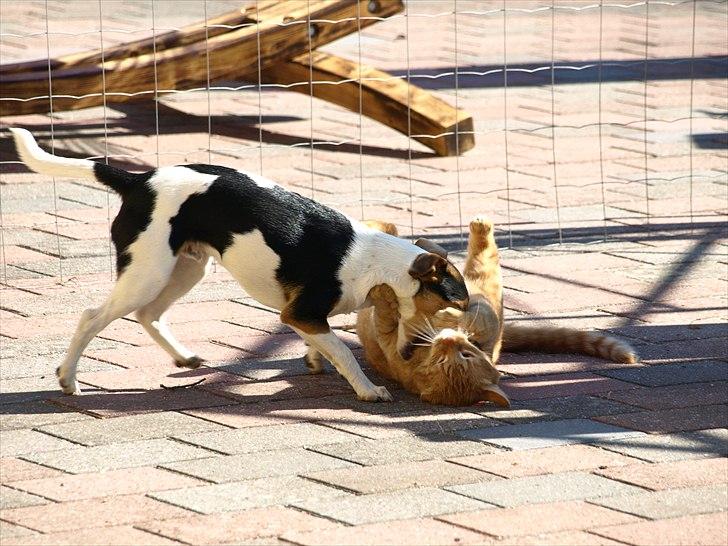 Huskat Basse billede 10