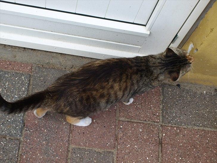 Huskat Mille - taget den 25 / 6  billede 13