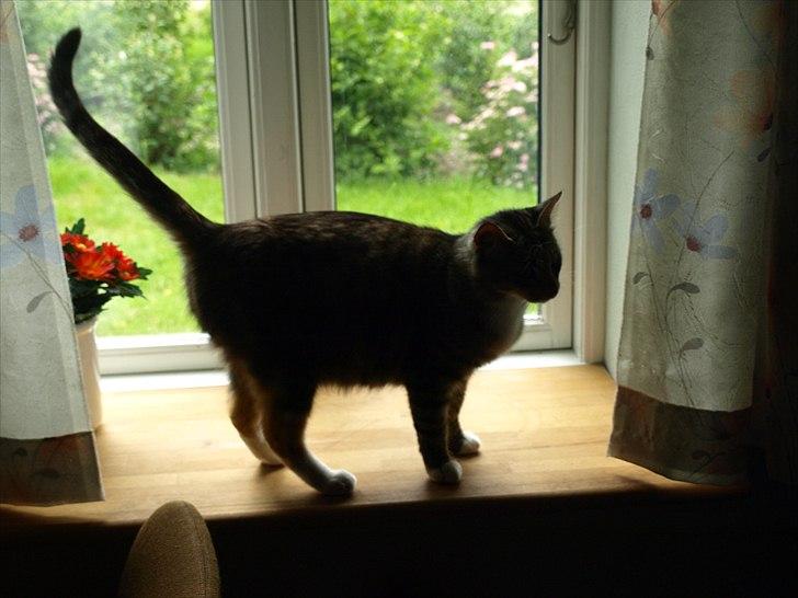 Huskat Mille - taget den 26 / 6 billede 14