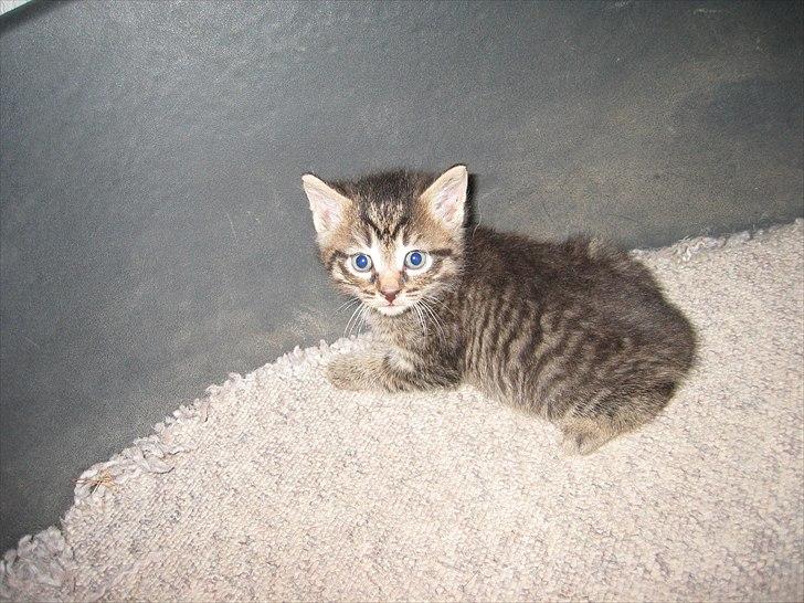 Huskat Koneco billede 20