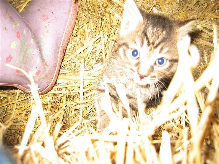 Huskat Koneco billede 8