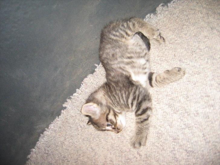 Huskat Koneco billede 9