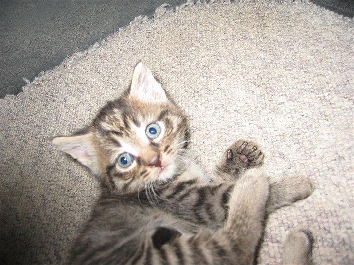 Huskat Koneco billede 10