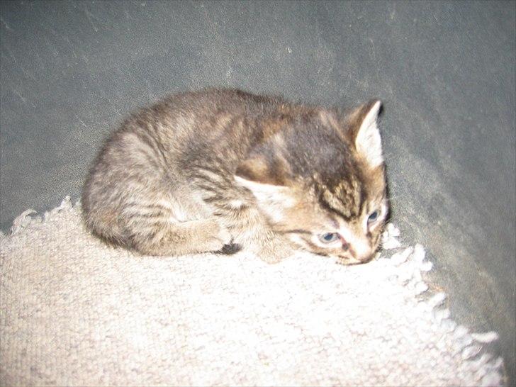 Huskat Koneco billede 7