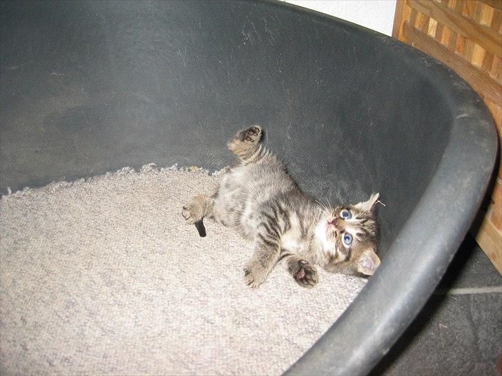 Huskat Koneco billede 11