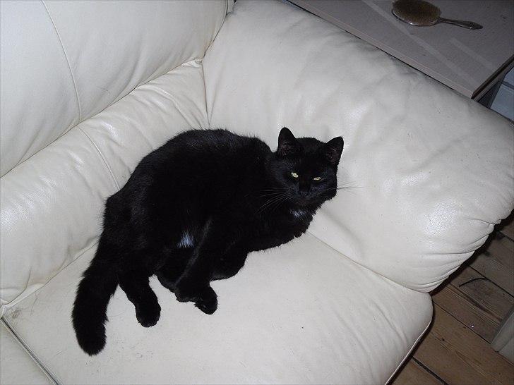 Huskat Nala billede 3