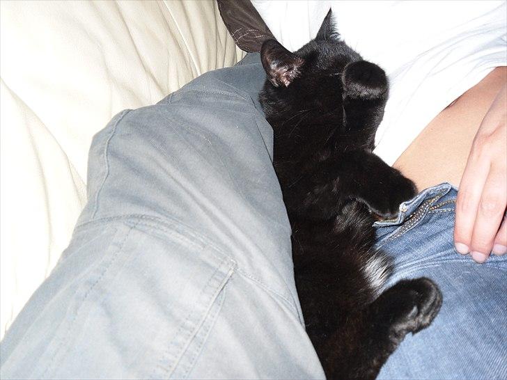 Huskat Nala billede 4