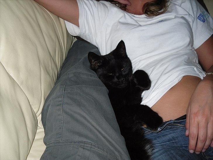 Huskat Nala billede 5