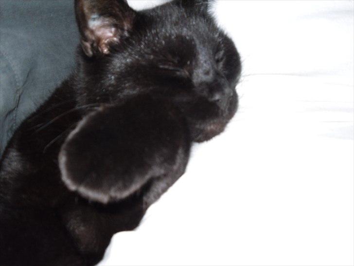 Huskat Nala billede 6