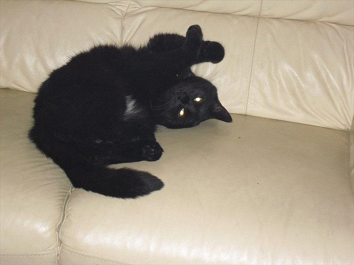 Huskat Nala billede 7