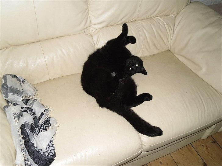 Huskat Nala billede 8