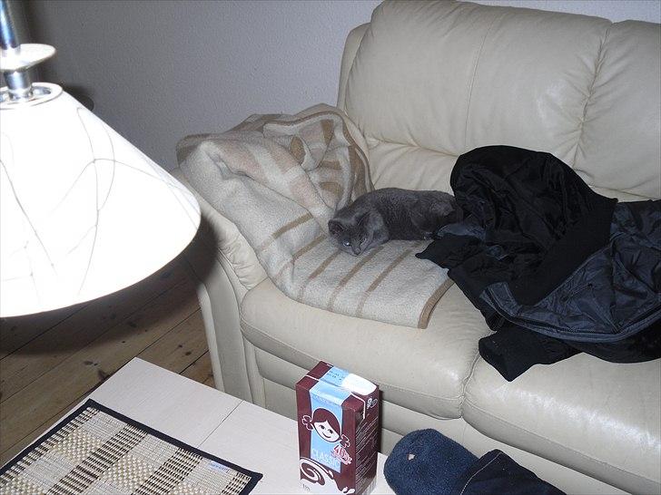 Huskat Nala billede 9