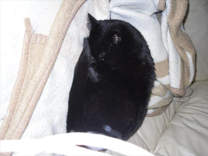 Huskat Nala billede 10