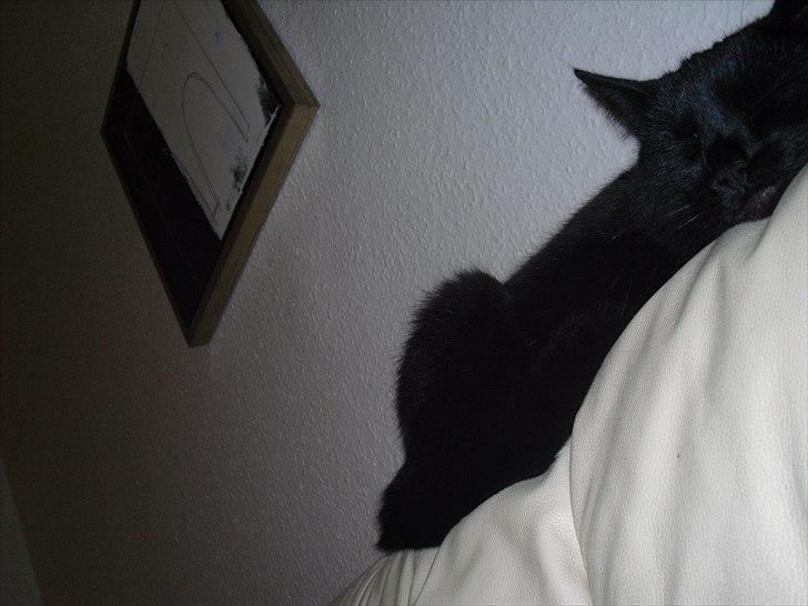 Huskat Nala billede 11